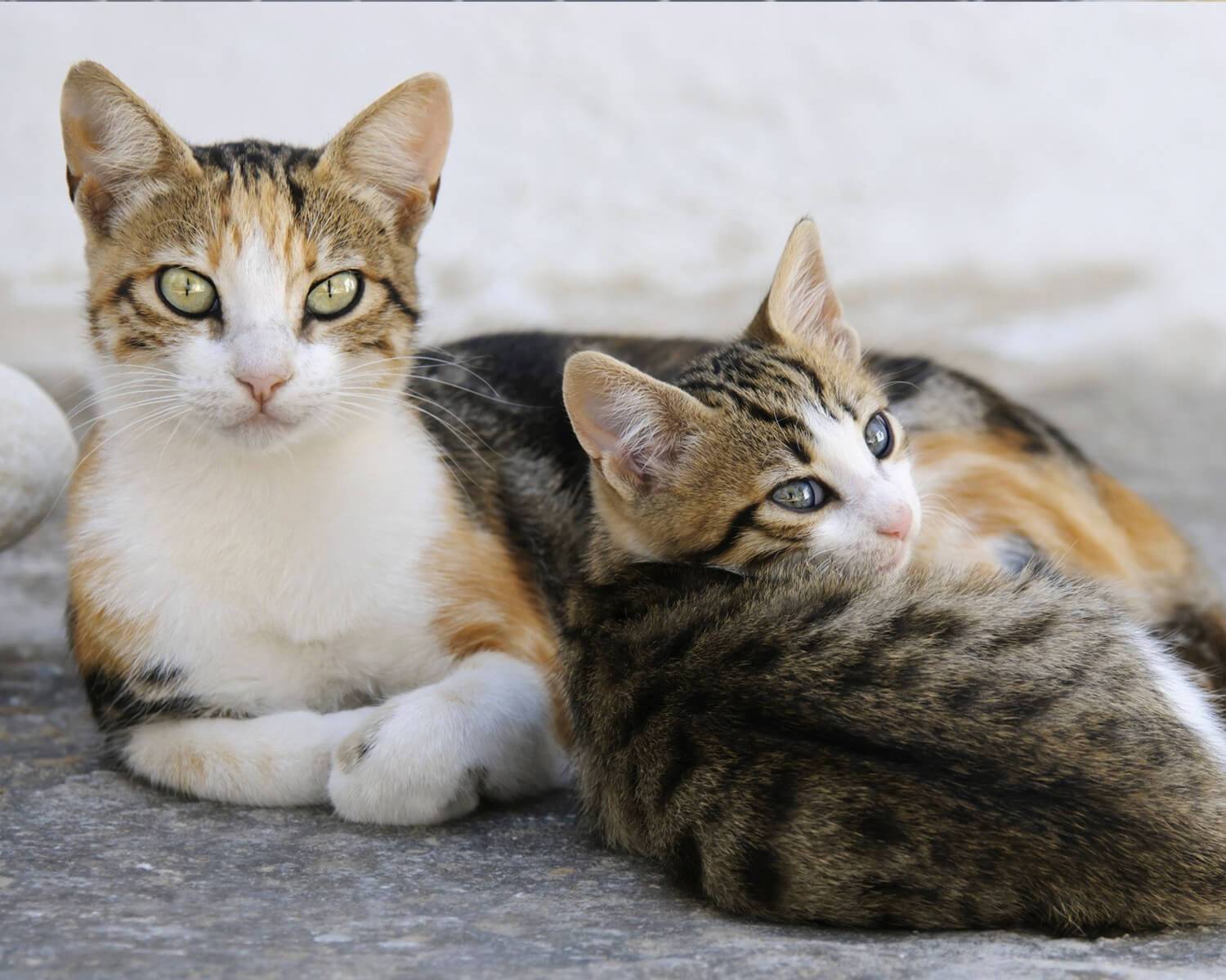 Эгейская кошка - описание породы, фото, стоимость