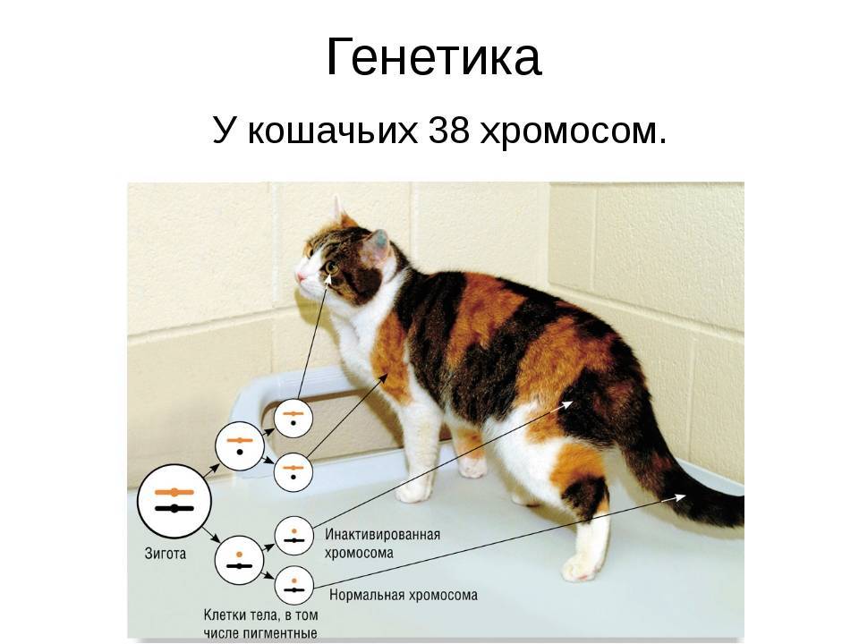 Основные правила кошачьей генетики | http://creambel.com
