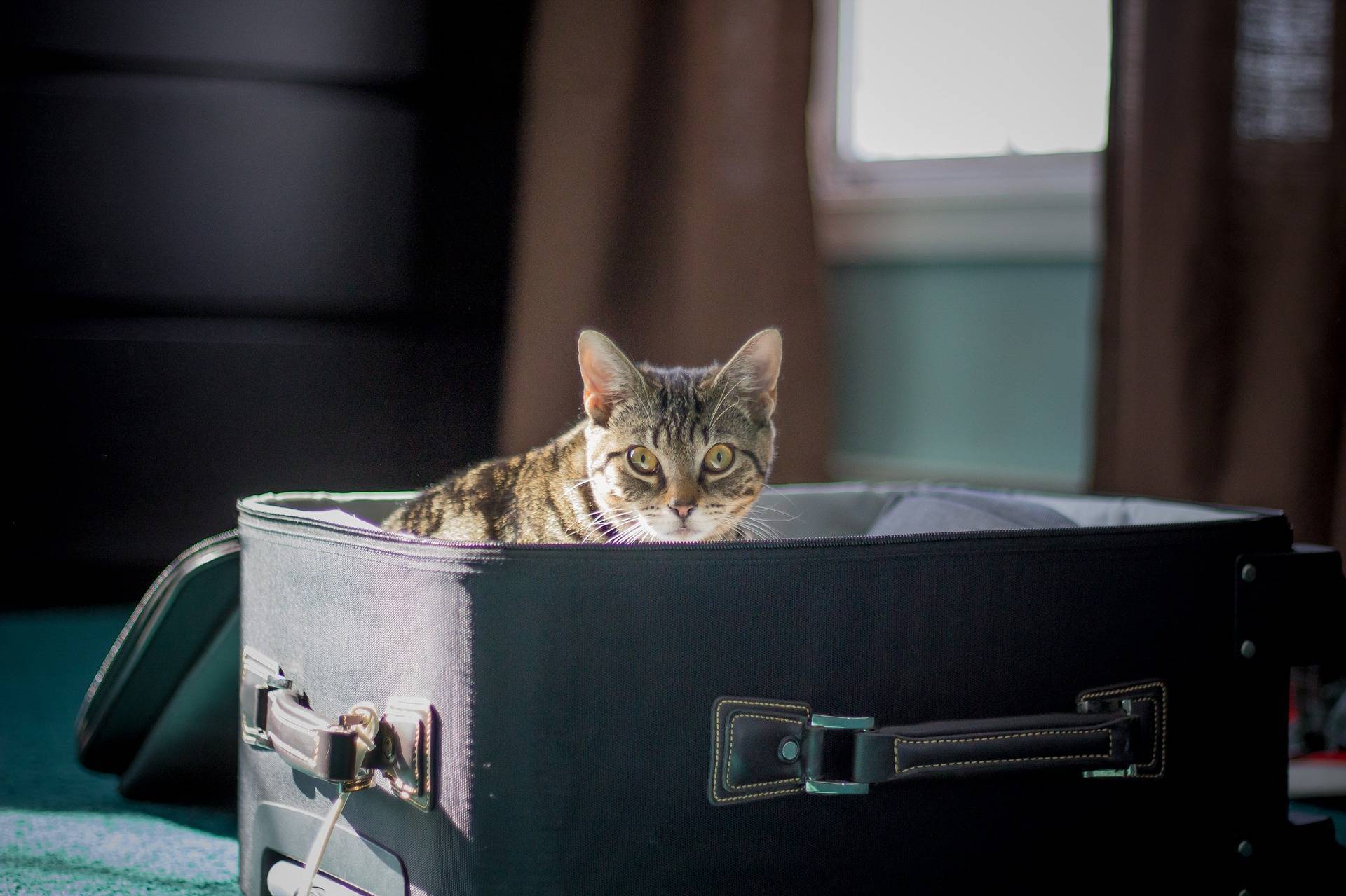 Как перевезти кошку в новую квартиру
