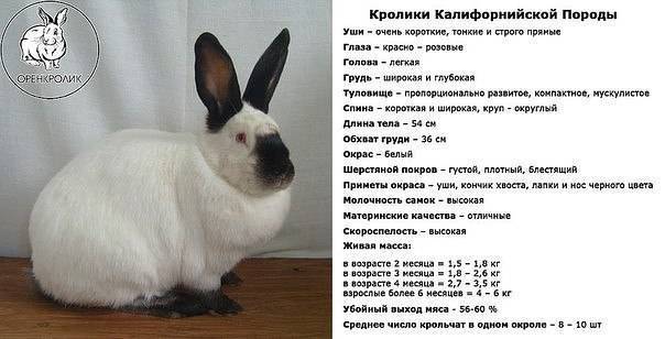 Русский горностаевый кролик: описание, продуктивность, содержание