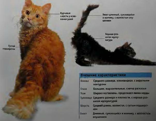 ᐉ немецкий рекс - описание пород котов - ➡ motildazoo.ru