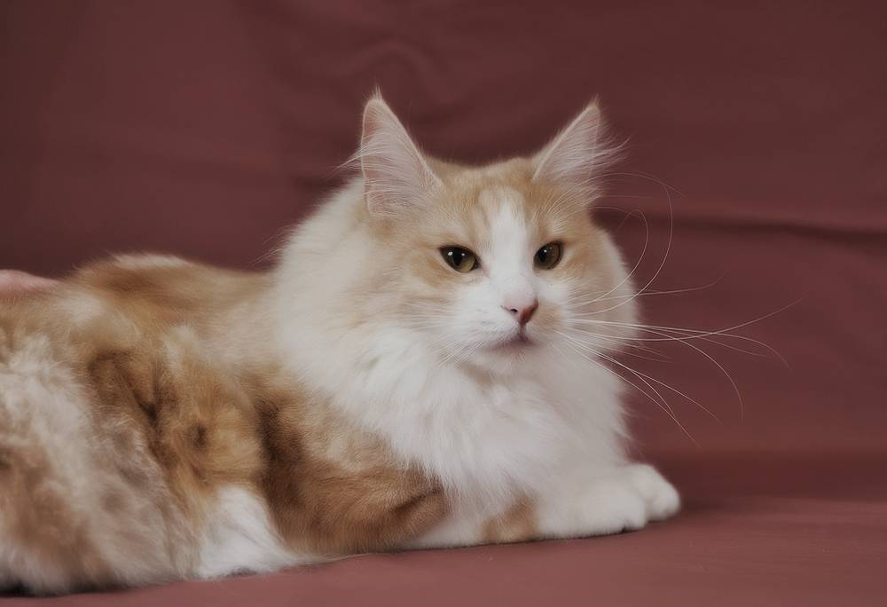 Длинношерстные кошки: описание пород животных с длинной шерстью с фотографиями и названиями