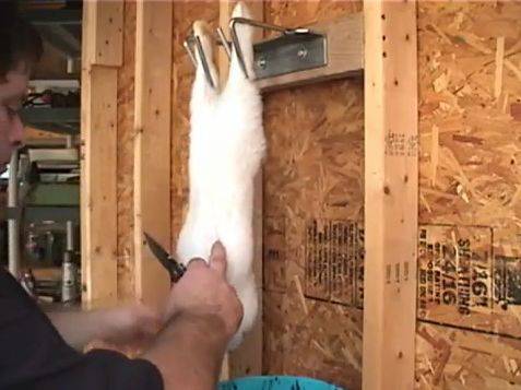 Забой кроликов: как сделать в домашних условиях, как зарезать животное