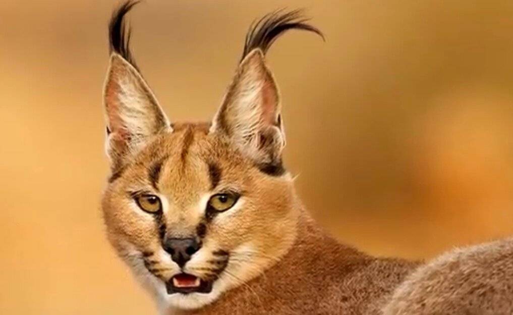 Каракал (пустынная или степная рысь): описание породы кошек, сколько стоит, содержание в домашних условиях