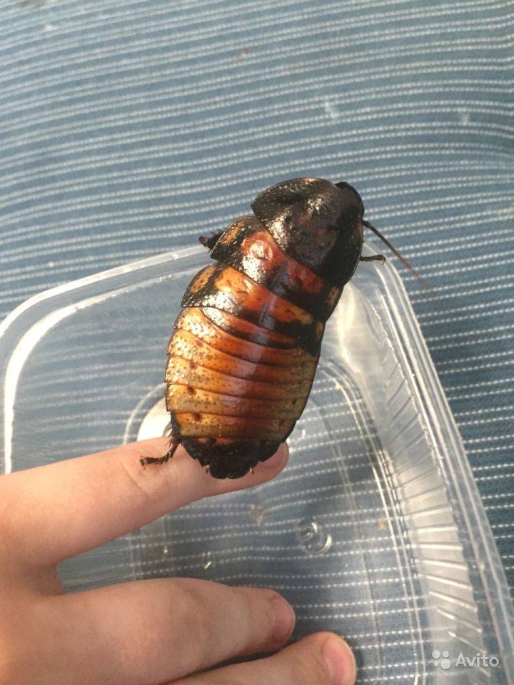 Как питаются и размножаются мадагаскарские шипящие тараканы