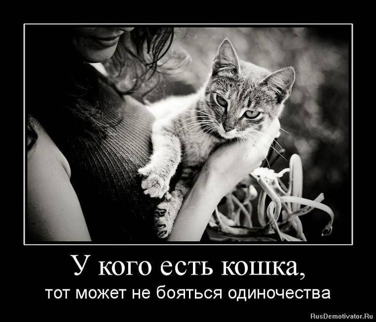 Вещи, которые кошки не любят, но не могут об этом сказать - gafki.ru