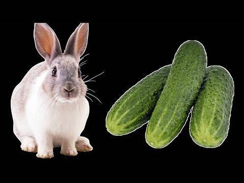 ✅ можно ли кроликам огурцы свежие. можно ли давать кроликам огурцы свежие