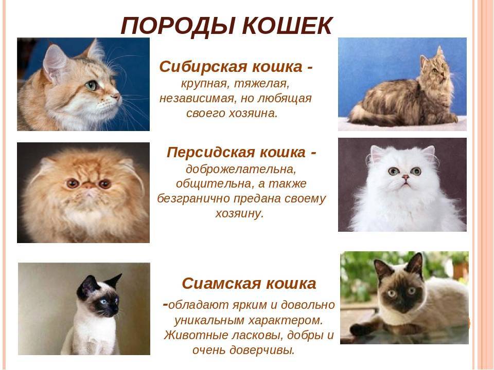 Сибирская кошка ? описание повадок и характер породы ▶ как выглядит кот