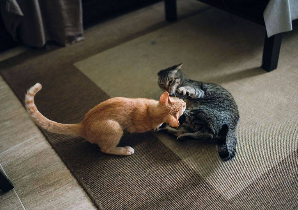 Работающие советы как подружить кошек: кот и кошка, котенок