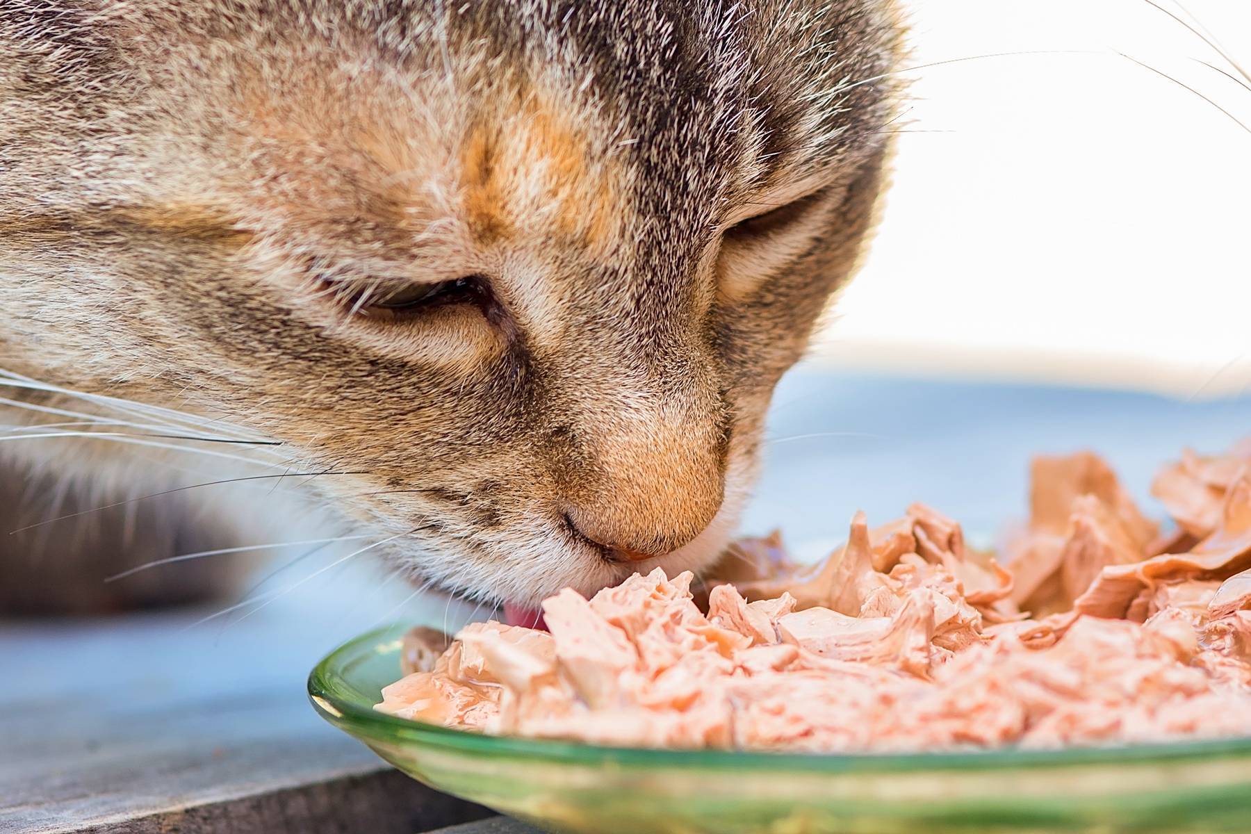 Как кормить кормящую кошку? чем кормить кормящую британскую кошку? корм для кошек :: syl.ru
