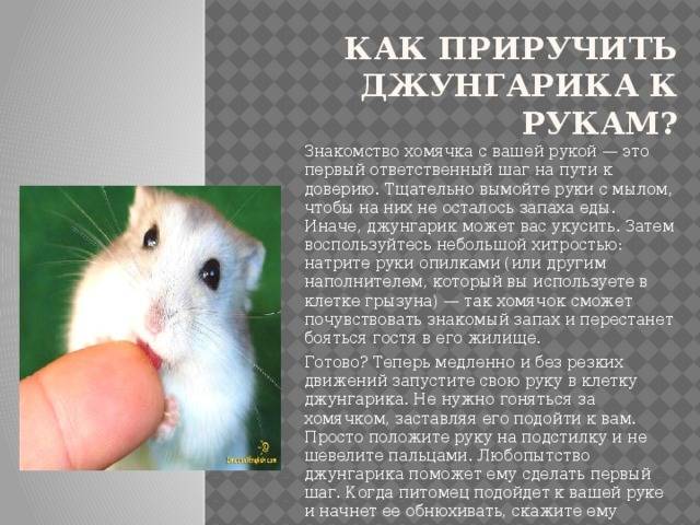 Джунгарский белый хомяк: описание, фото, уход и содержание