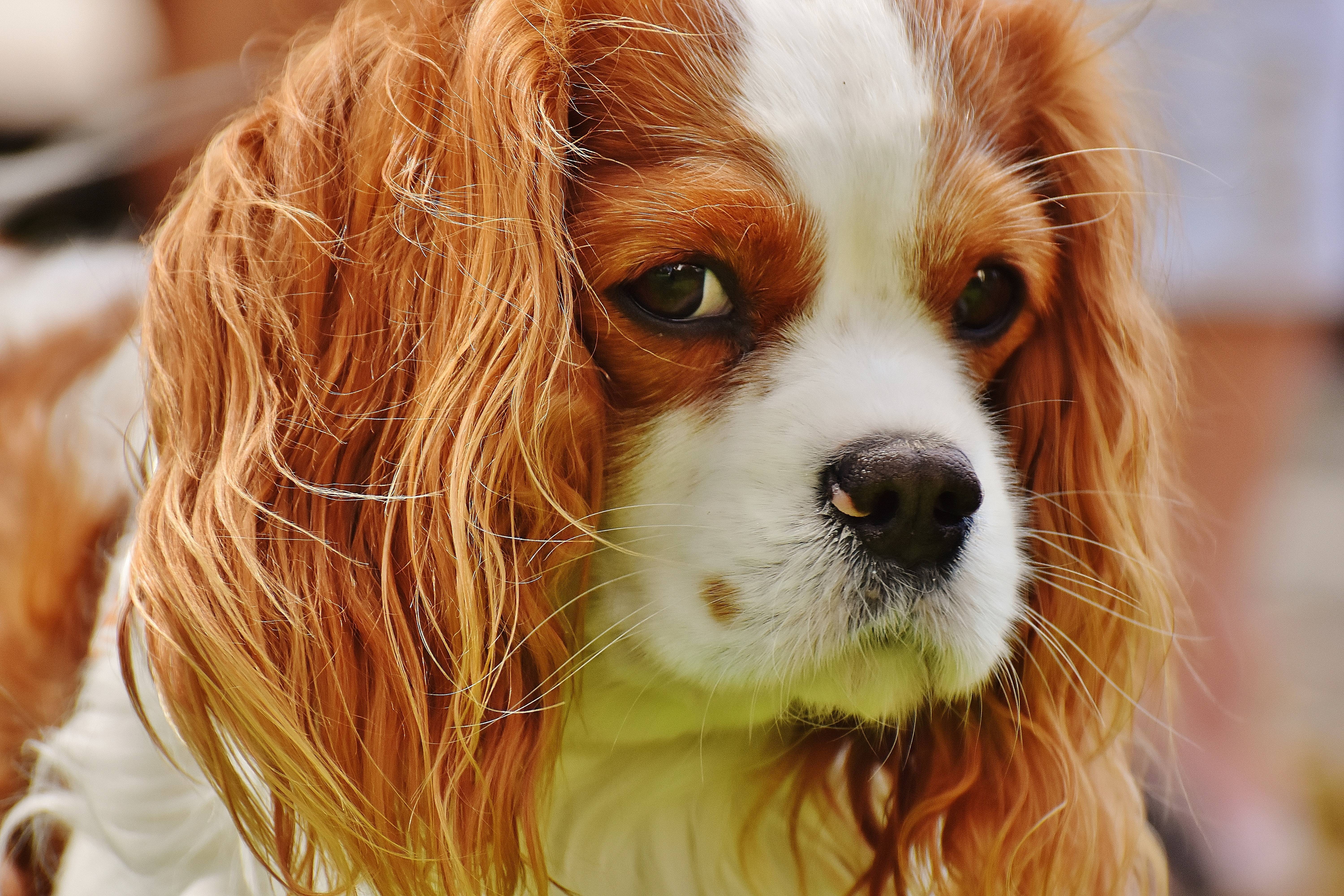 Самые красивые породы собак в мире. самая красивая собака (фото)