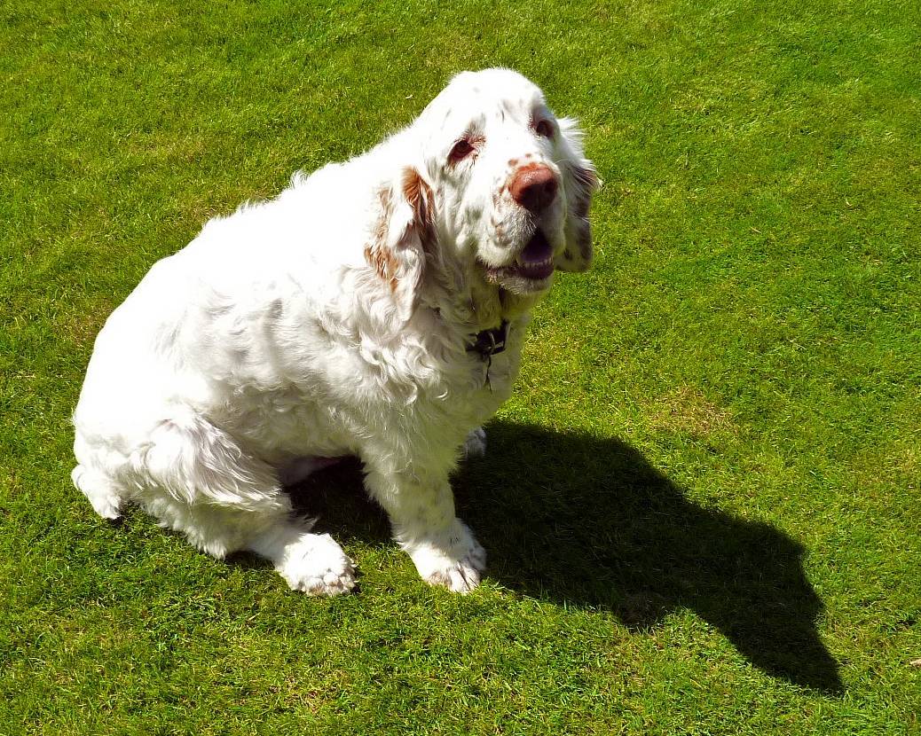 Кламбер спаниель: описание породы и характера собаки, содержание и уход