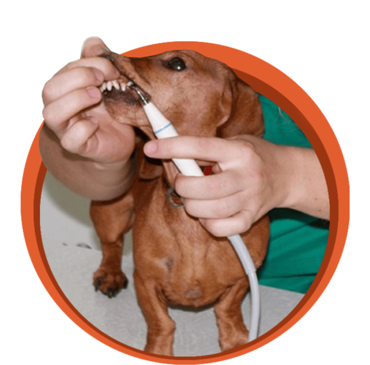 Чистка зубов собаке ультразвуком: без наркоза и под ним