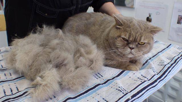 Почему шотландская кошка сильно линяет поможет ли стрижка