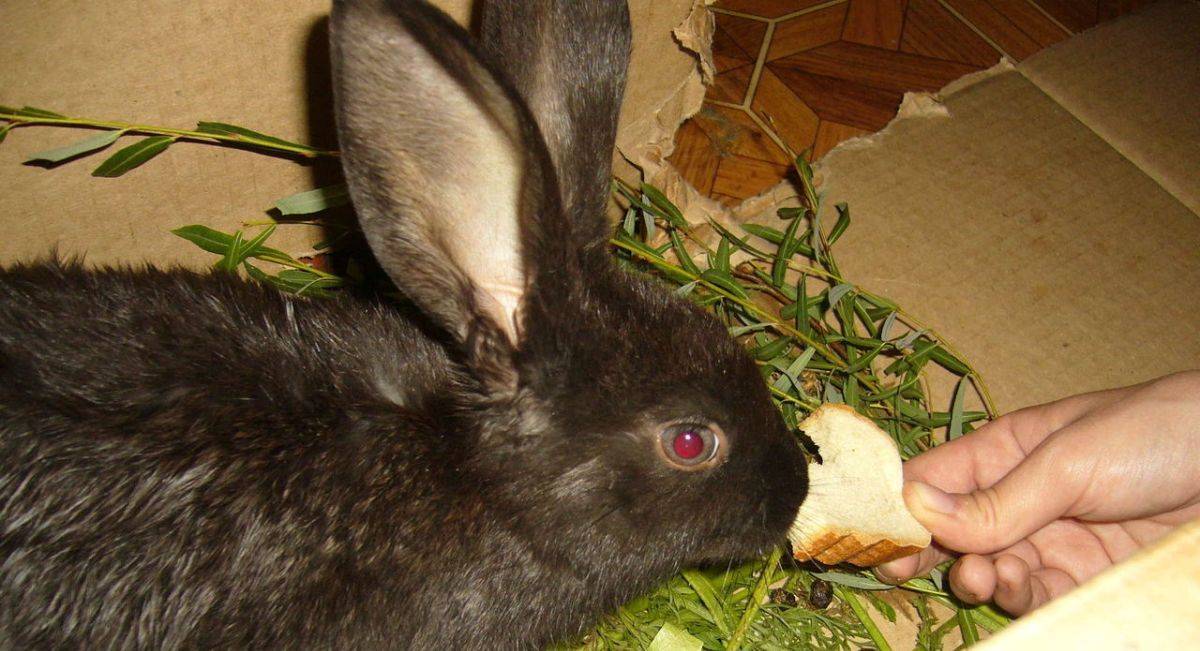 ✅ можно ли кроликам черный хлеб. допустимо ли кормление кроликов хлебом или сухарями