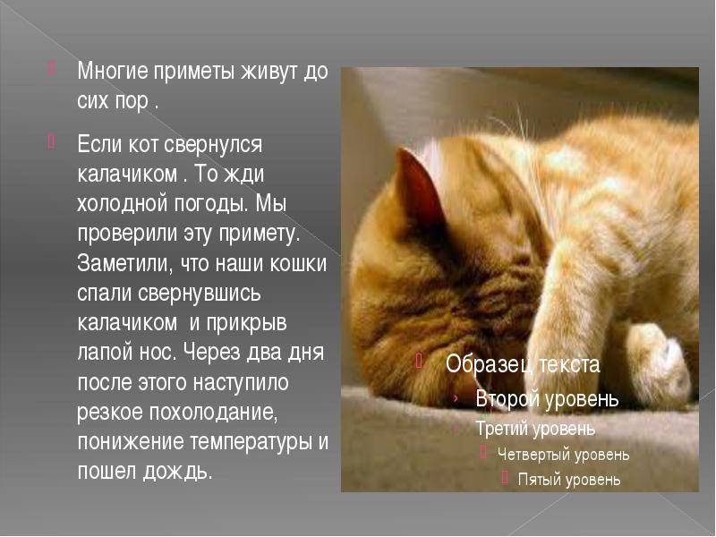 Кошка серой породы характер и повадки - oozoo.ru