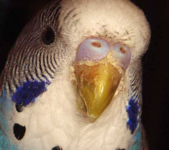 Наросты в области клюва у попугая: причины, лечение