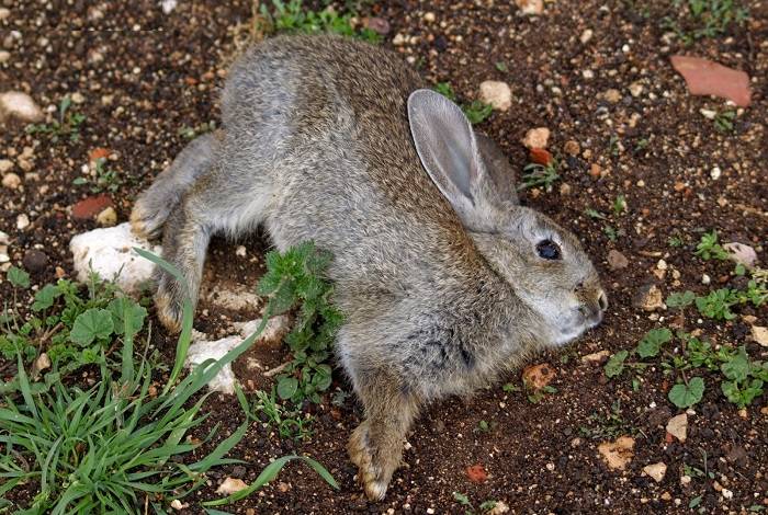 Понос у кроликов — причина и лечение