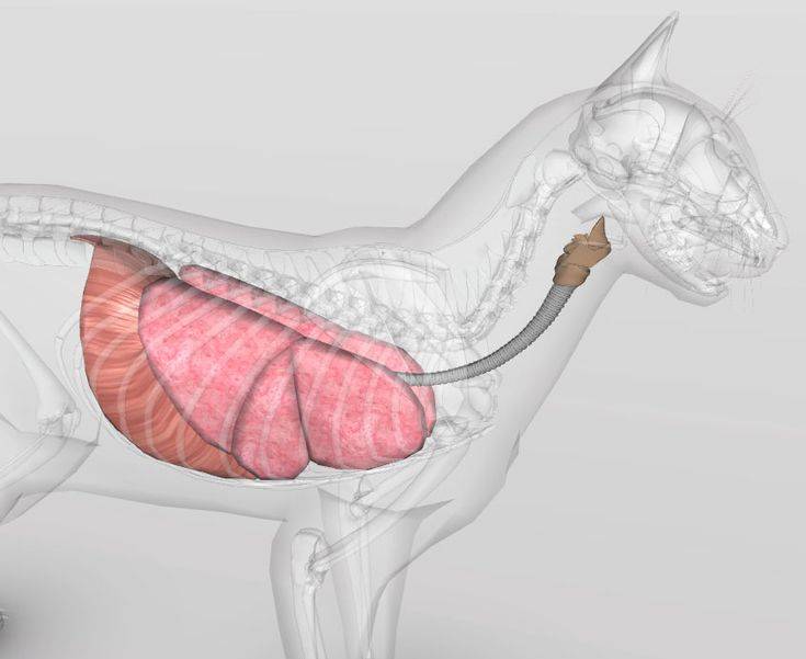 Пищевод кошки. Система органов дыхания кошки. Дыхательная система собаки анатомия. Дыхательная система кошки анатомия.