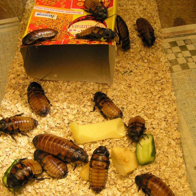 Как правильно содержать шипящего мадагаскарского таракана в домашних условиях и чем кормить?