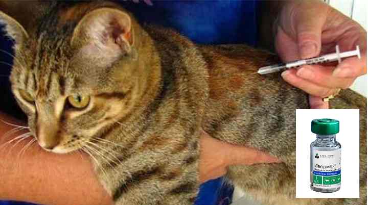 Инструкция по применению глобфела-4 для лечения кошек: как колоть питомцу сыворотку?