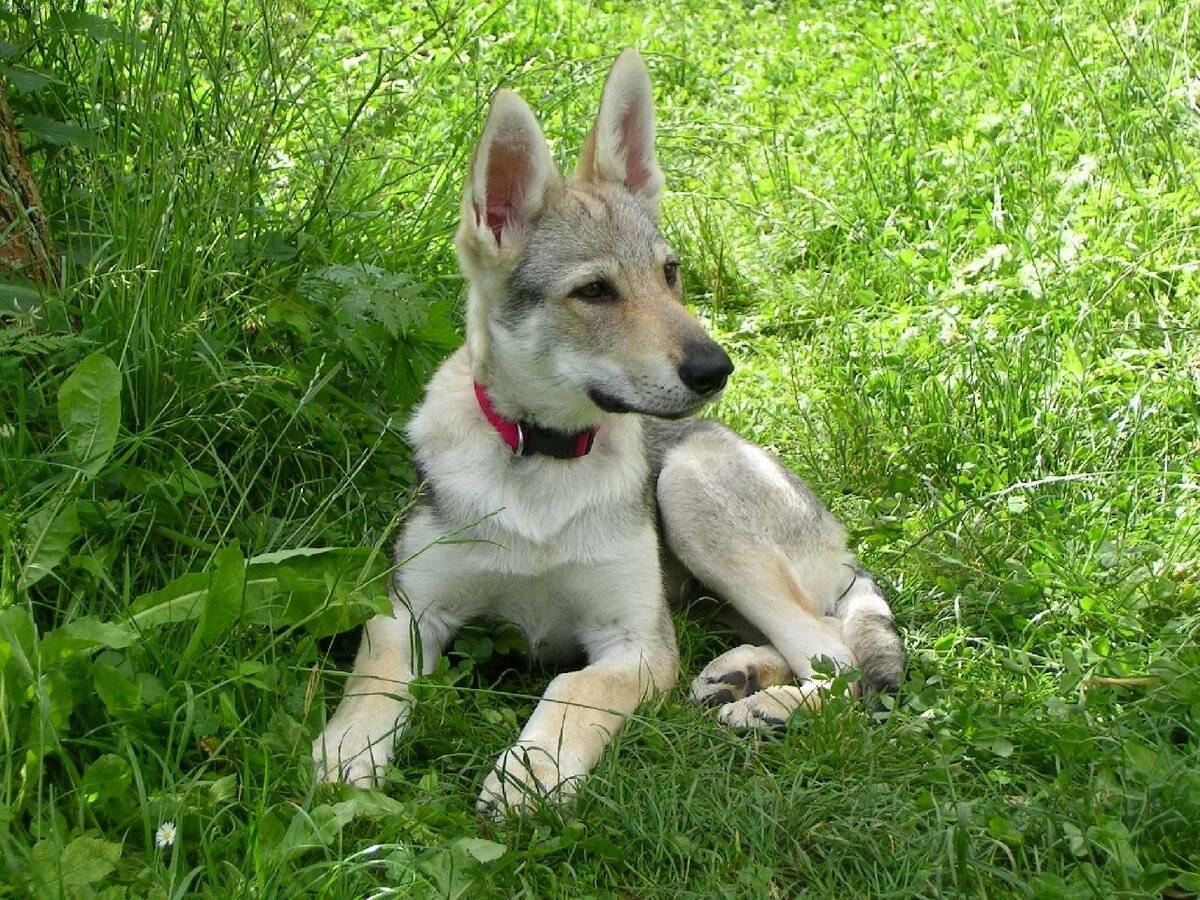 Чехословацкая волчья собака: описание породы, цена щенков