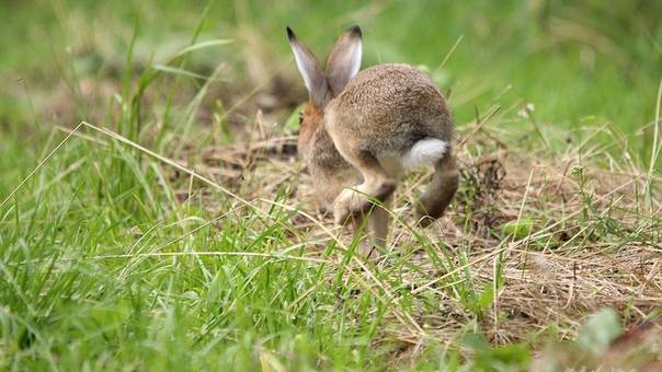 Как поймать кролика (сбежавшего домашнего, дикого): эффективные способы и ловушки