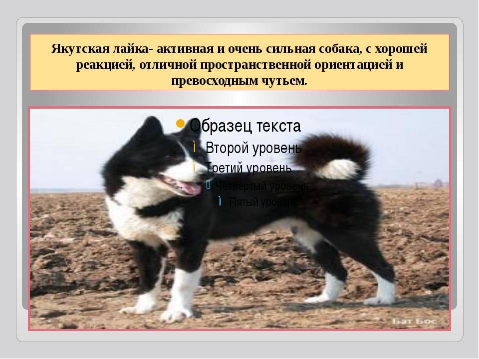 Якутская лайка: описание породы, характер, фото | все о собаках