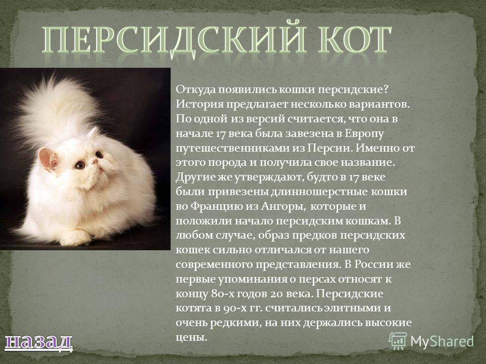 Невская маскарадная кошка: описание породы