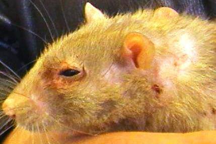 Домашняя крыса чихает: причины и лечение. почему чихает крыса – причины и лечение