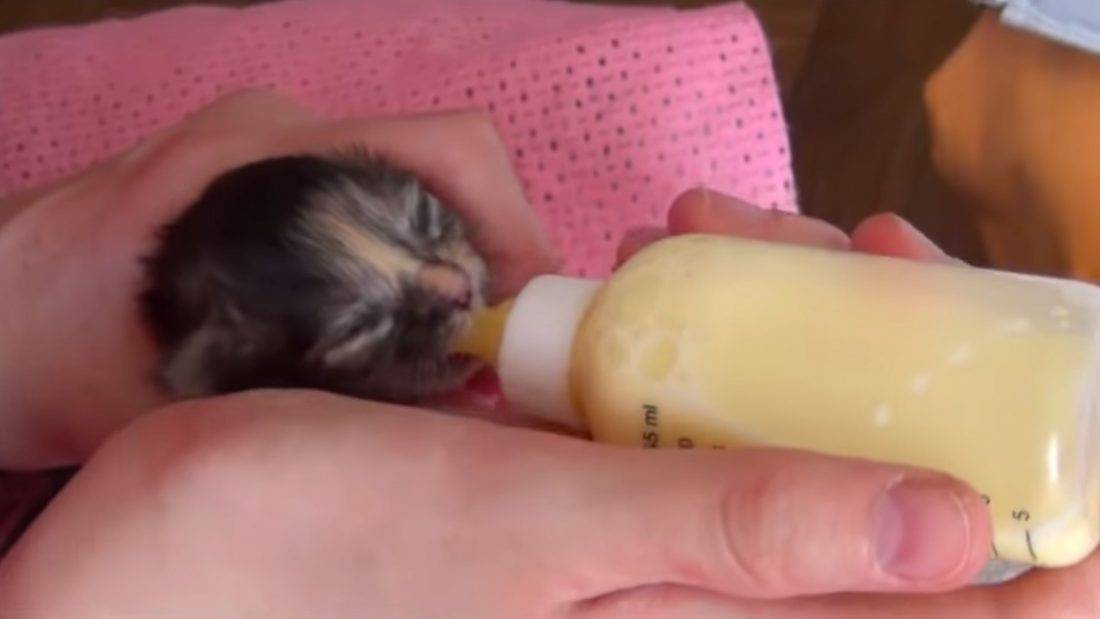 Как выкормить новорожденного котенка без кошки в домашних условиях