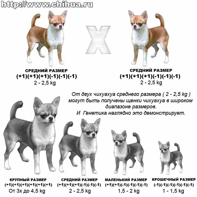 Чихуахуа описание породы собаки | всё о породе характеристика, особенности, уход