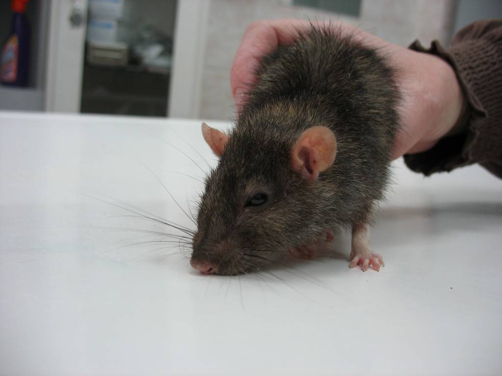 Микоплазмоз у крыс: симптомы, лечение и профилактика хронического респираторного синдрома