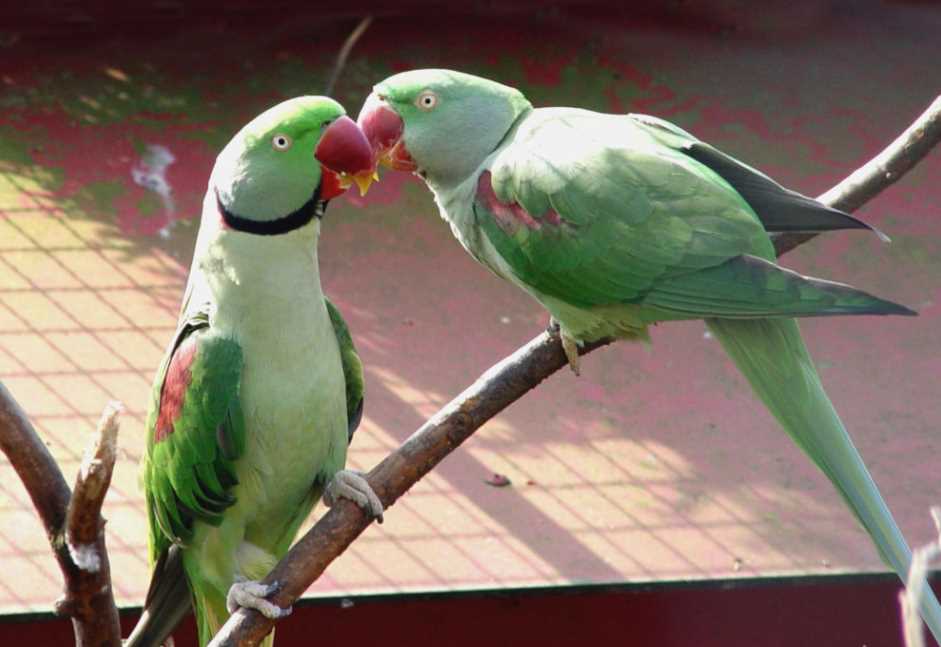Сколько стоят попугаи и что влияет на их стоимость
