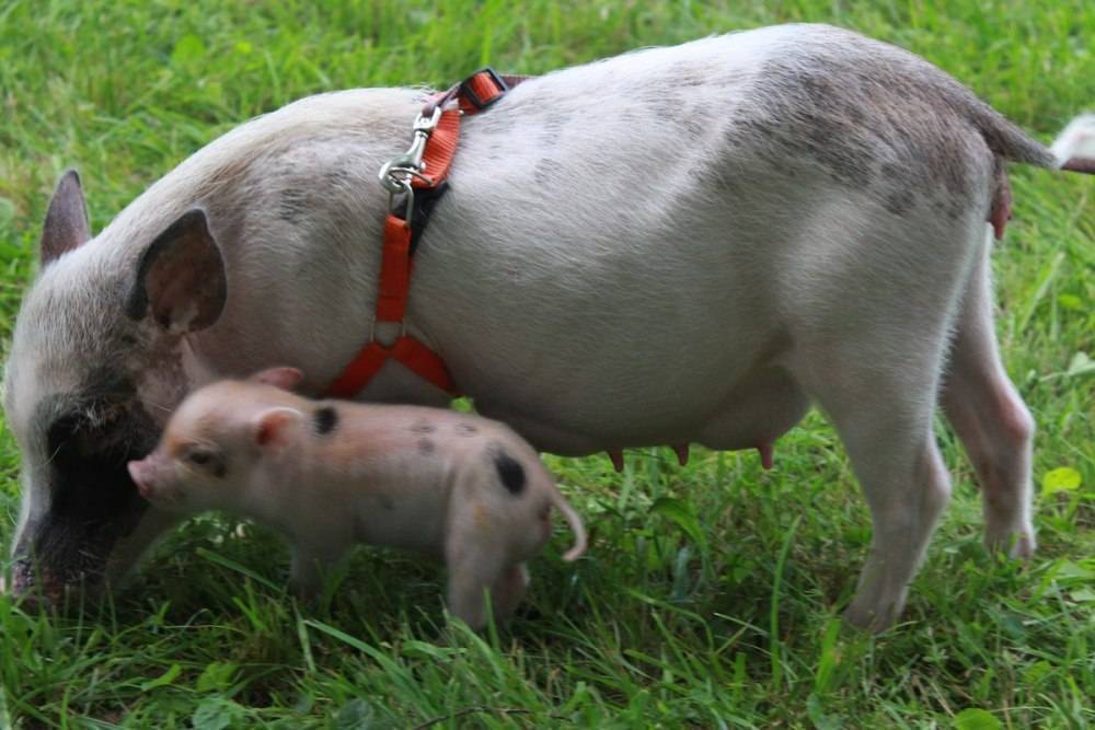 Что за свинки мини-пиги, как за ними правильно ухаживать и в чем их отличия