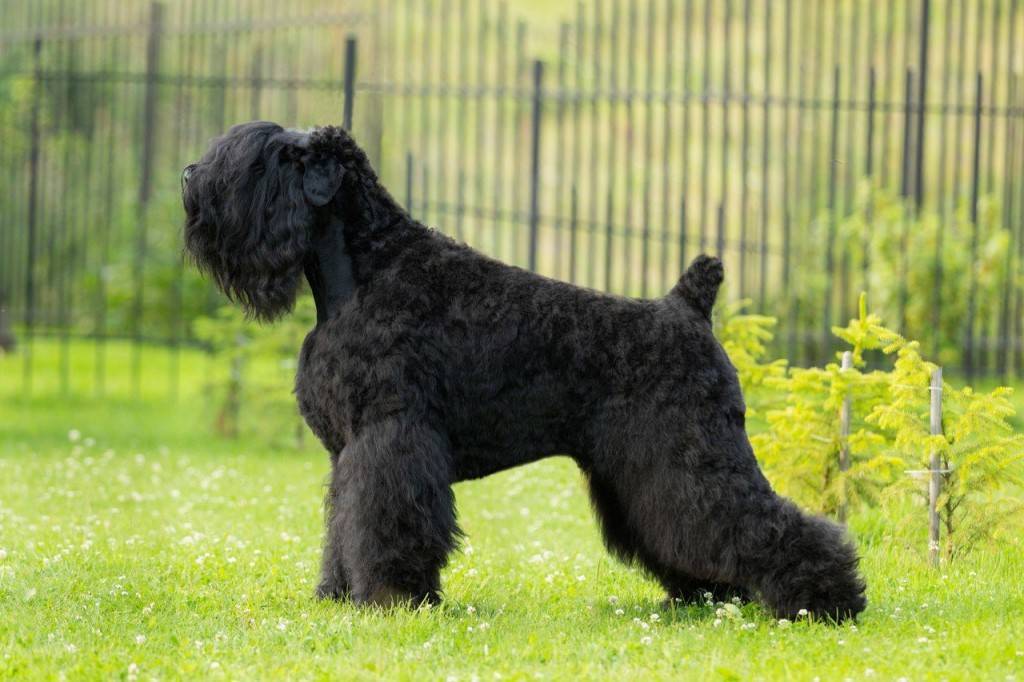 Русский черный терьер: фото и характеристика породы собак
русский черный терьер: фото и характеристика породы собак