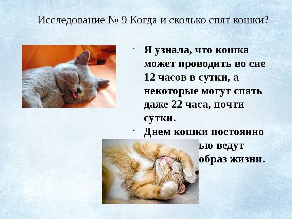 Почему кошка много спит: это норма или отклонение? сколько должна спать кошка в день, поводы для беспокойства, показатели для котят и взрослых животных