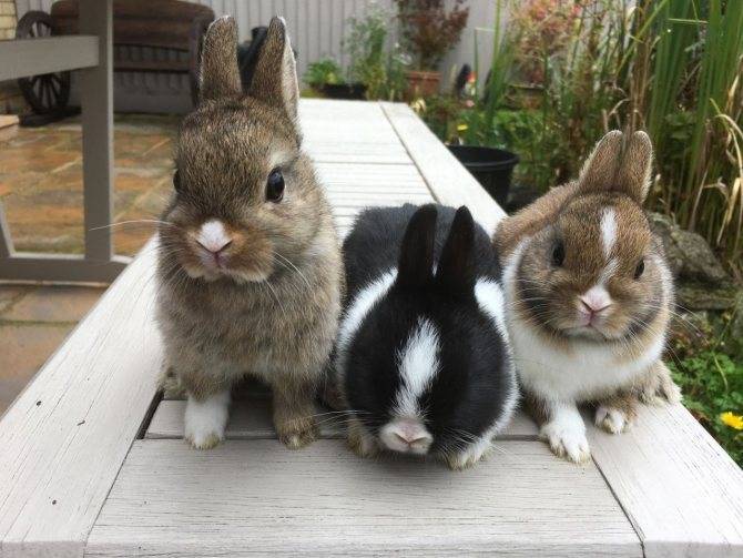 Сколько живут декоративные кролики