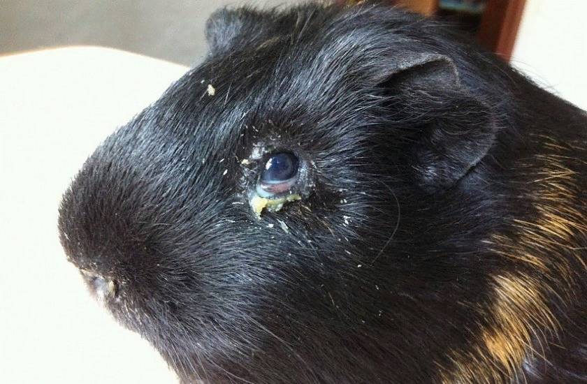 Болезни морских свинок: симптомы и лечение | | блог ветклиники "беланта"