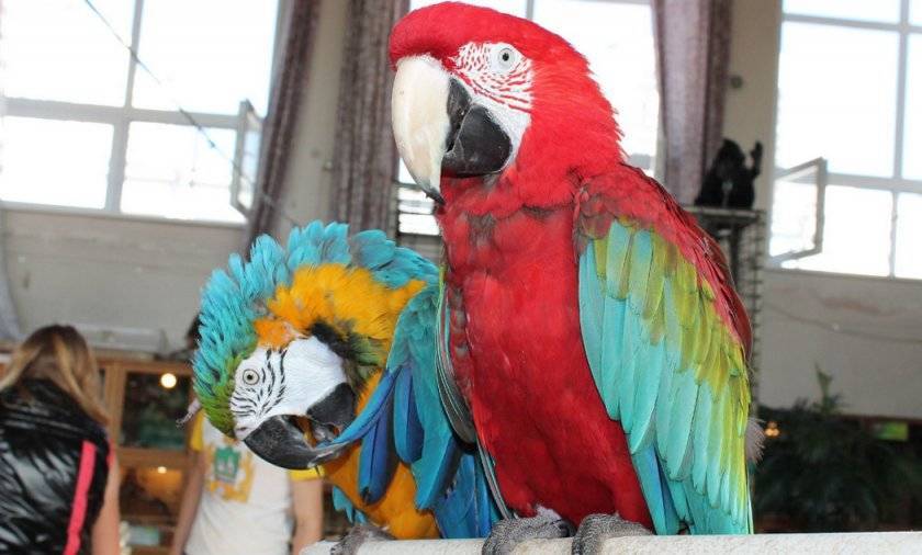 Что влияет на стоимость попугаев жако