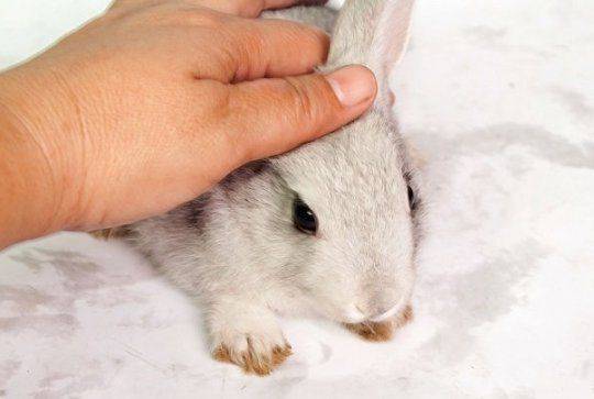 Как приучить кролика к рукам: пошаговый процесс обучения