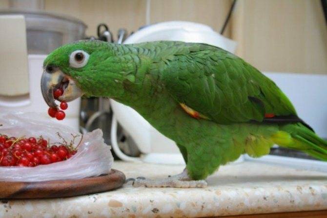 Благородный попугай (эклектус) — описание, характер, цена, уход и содержание, фото