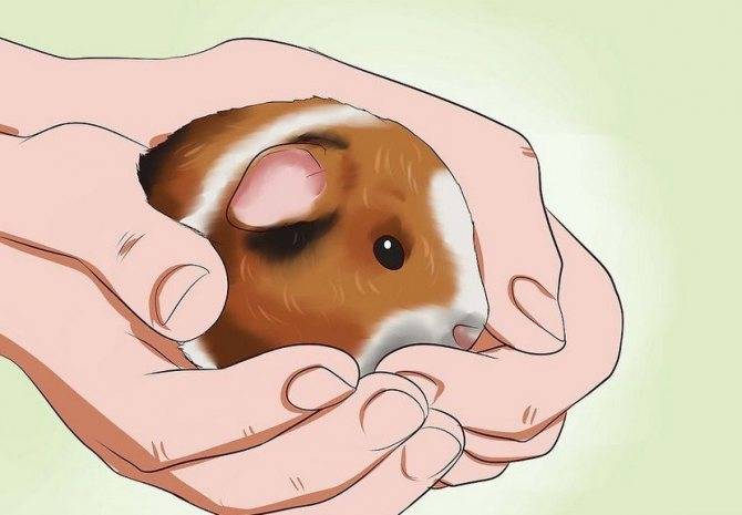 Как держать морскую свинку (с иллюстрациями) - wikihow
