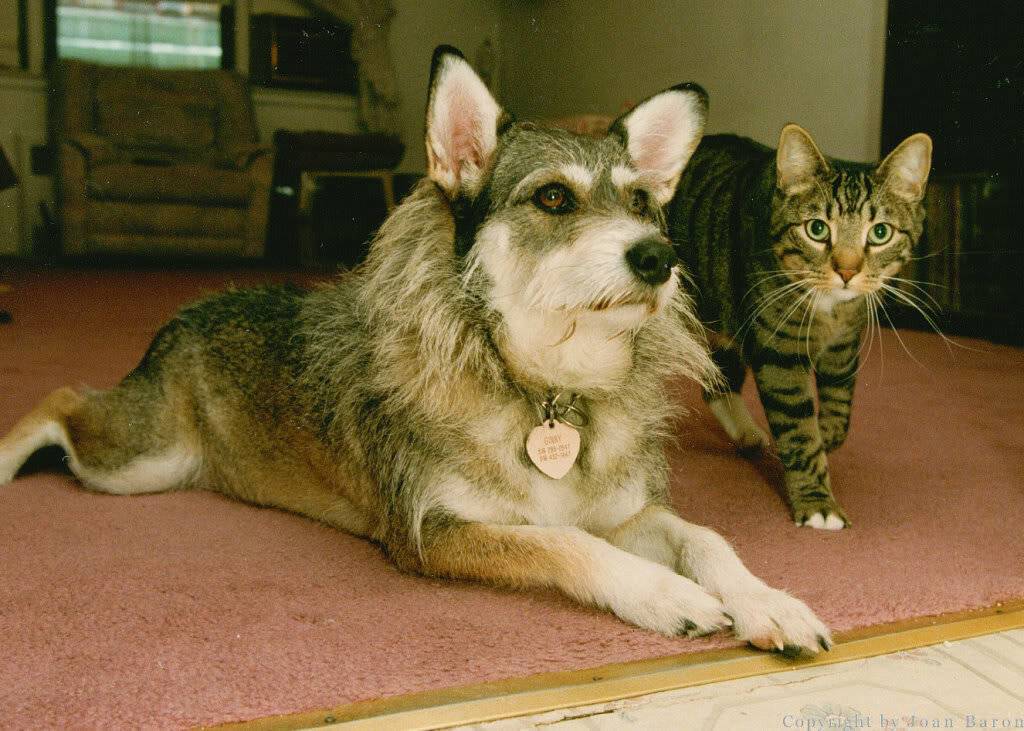 Породы кошек похожих на собак: топ 20 [фото и названия] - муркотэ