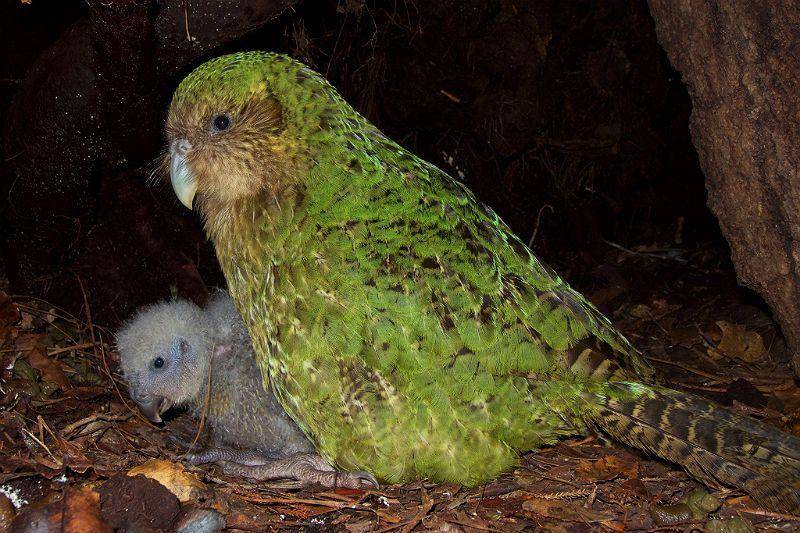 Совиный попугай какапо | расположение, питание, размножение