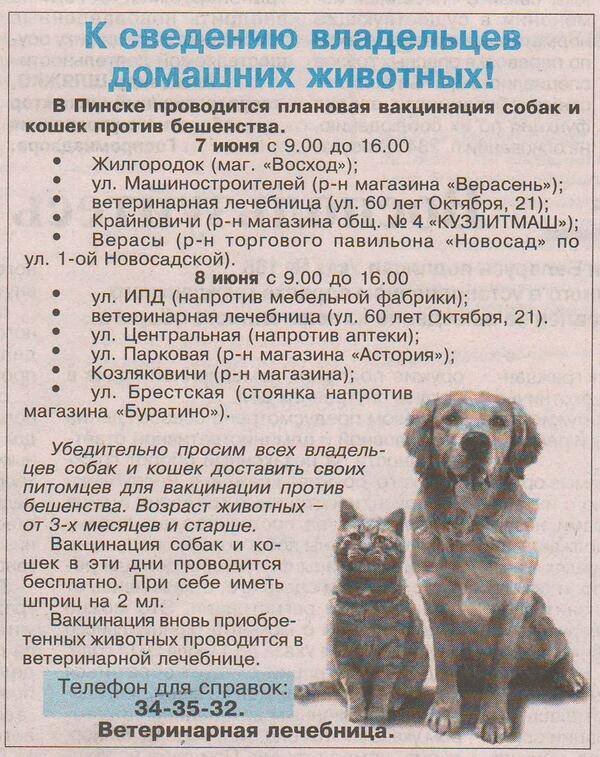 Дегельминтизация собак: как глистогонить собаку, за сколько дней до прививки - kotiko.ru