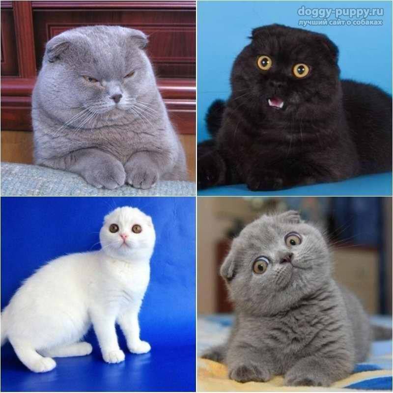 Чем отличаются британские кошки от шотландских: различия в телосложении, характере и содержании