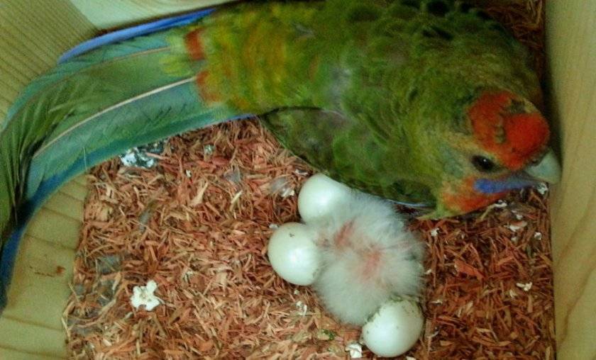 Волнистые попугаи: правильный уход за крылатыми питомцами. содержание, кормление, болезни волнистых попугайчиков
