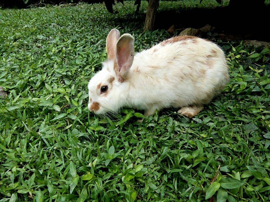 Чистотел для кроликов: он полезен или вреден?